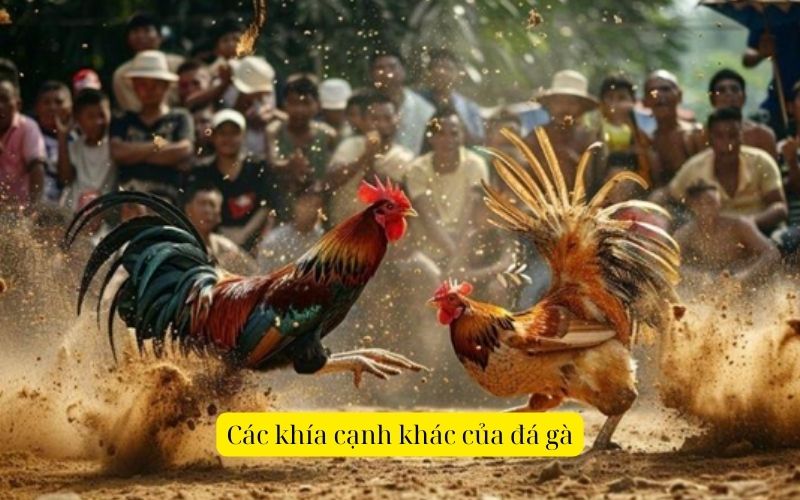 Top các giải đấu đá gà lớn nhất tại khu vực Đông Nam Á