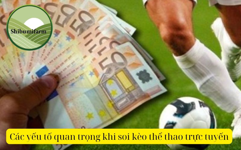 Hướng dẫn cách soi kèo thể thao trực tuyến chi tiết nhất