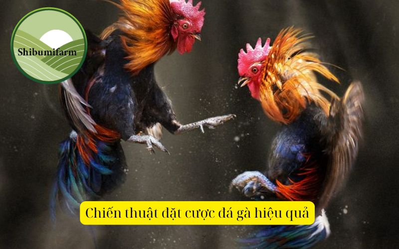 Cách phân tích trận đấu đá gà để đặt cược hiệu quả nhất