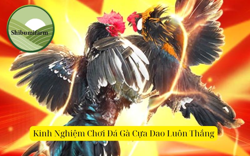 Hướng dẫn chi tiết cách chơi đá gà cựa dao tại nhà cái